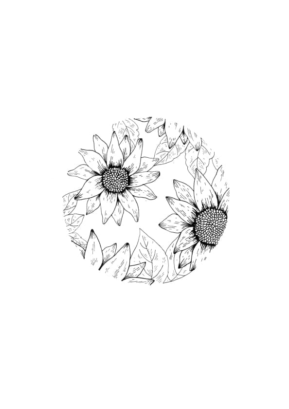 sunflowers